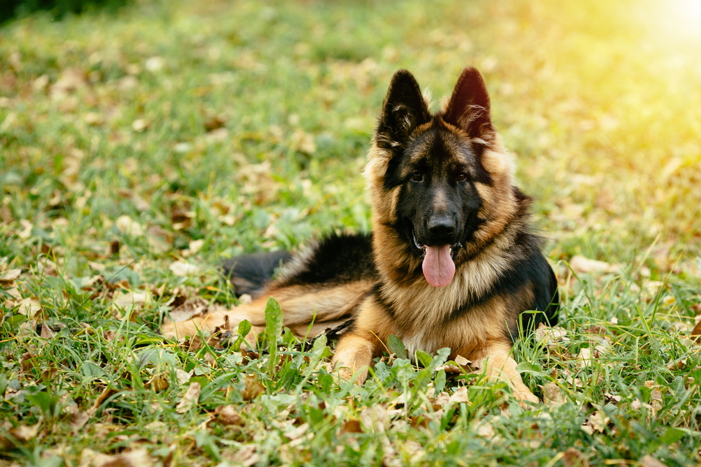 Adopter un Berger Allemand que faut il savoir